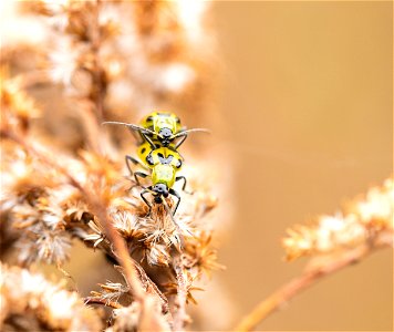 Spotted Cucumber Beetles photo