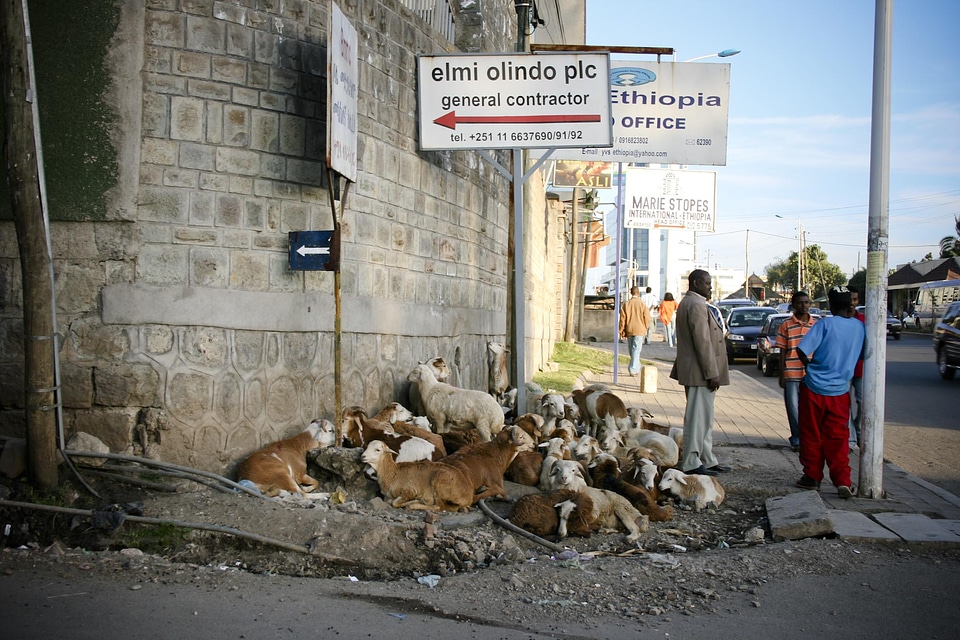 Street people animals
