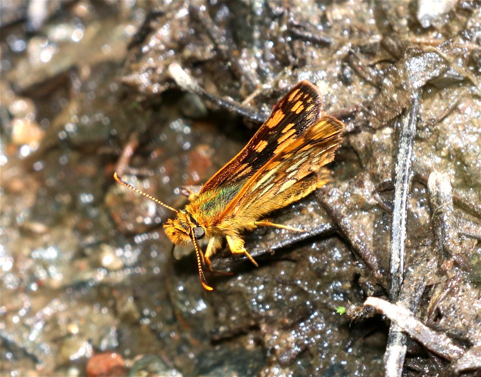 SKIPPER, WESTERN ARCTIC (Carterocephalus skada skada) (6-21-2021) 5000 ft, bear basin meadow, smith river nat rec area, del norte co, ca -04