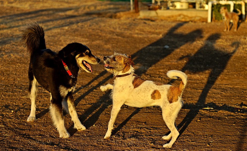 Farm Dogs at play