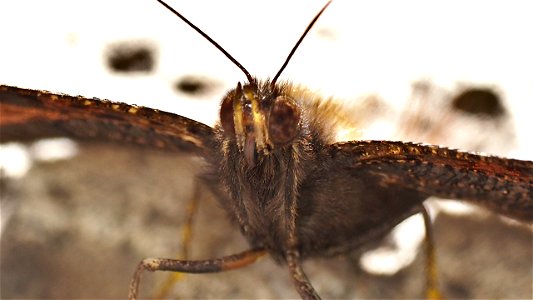 Aglais io (Tagpfauenauge) - Frontportrait
