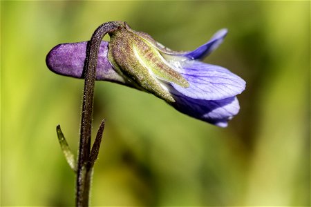 Viola adunca