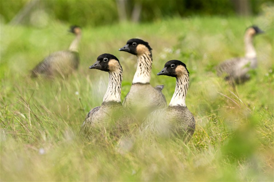 Nēnē or Hawaiian Goose