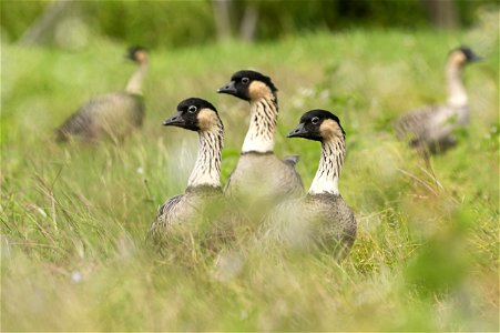 Nēnē or Hawaiian Goose