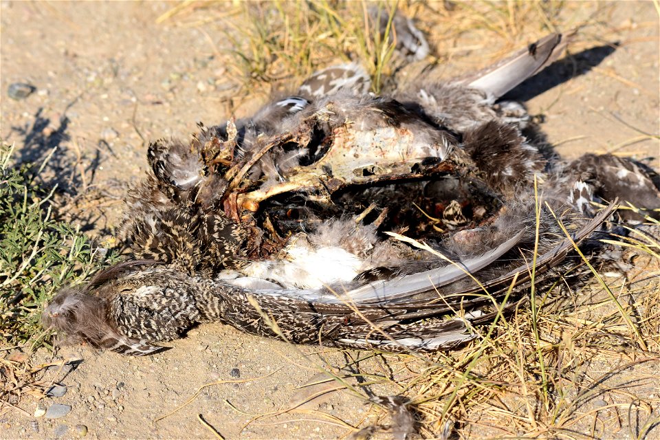 Greater sage-grouse at Seedskadee National Wildlife Refuge