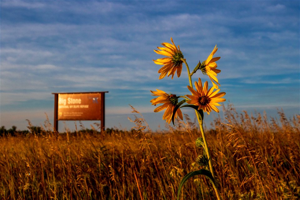 Maximilian sunflower