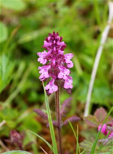 Pedicularis verticillata photo