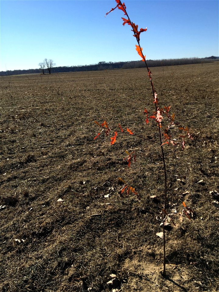 Planting Trees at Berger Bend