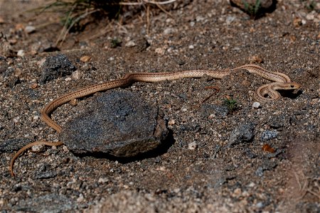 Desert Patch-nosed snake photo