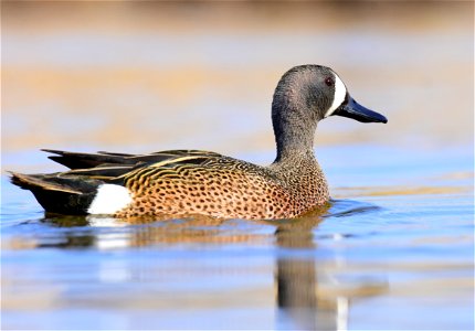 Blue-winged teal at Seedskadee National Wildlife Refuge