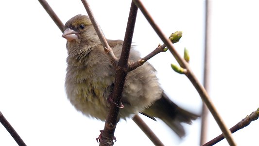 Das Grünfinkweibchen plustert sich mächtig auf