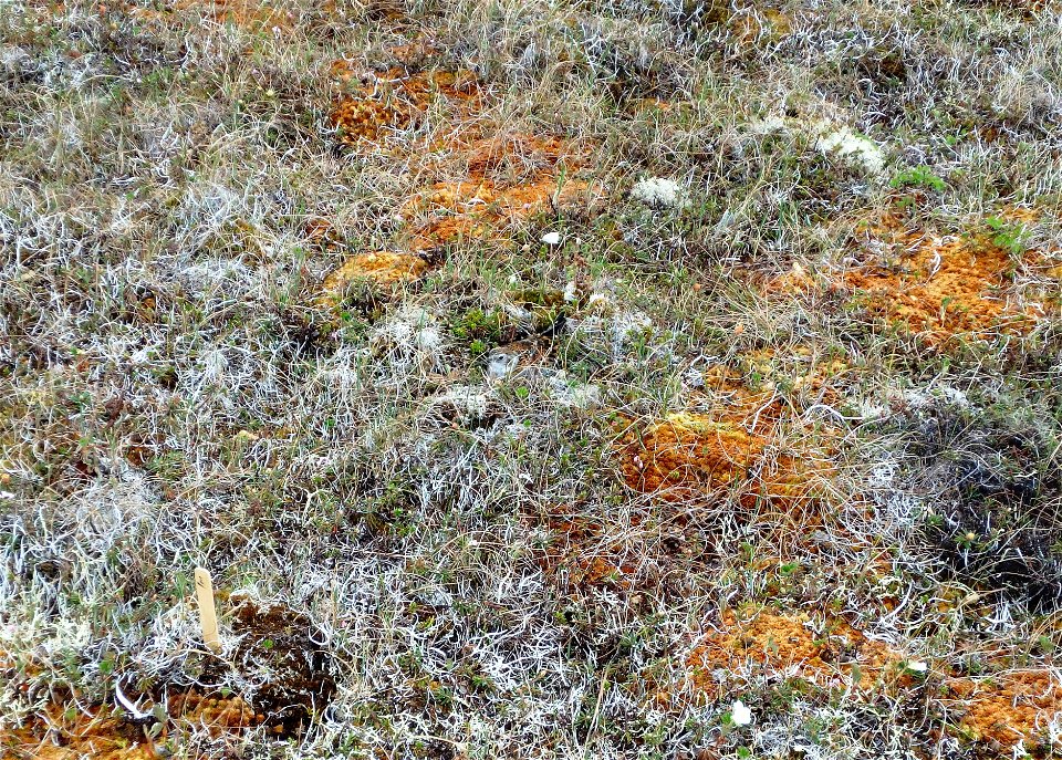 Rock Sandpiper nest