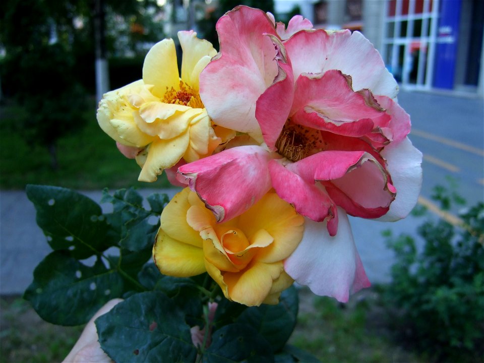 tradAliulia2009_0613_103249