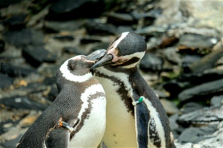 Loving Penguins photo