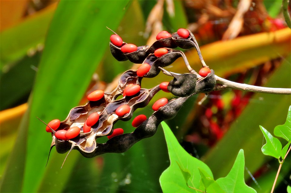 Coral Bean ( Erythrina herbacea )