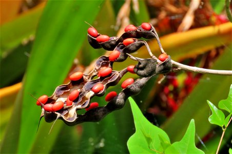 Coral Bean ( Erythrina herbacea ) photo