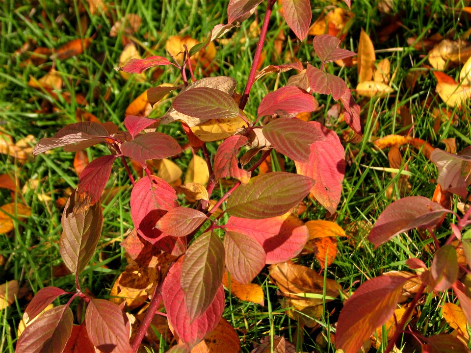 toamna2009_1120_113101