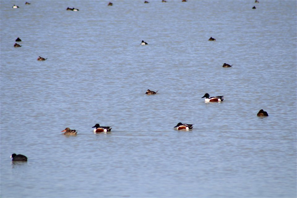 Waterfowl Lake Andes National Wildlife Refuge South Dakota