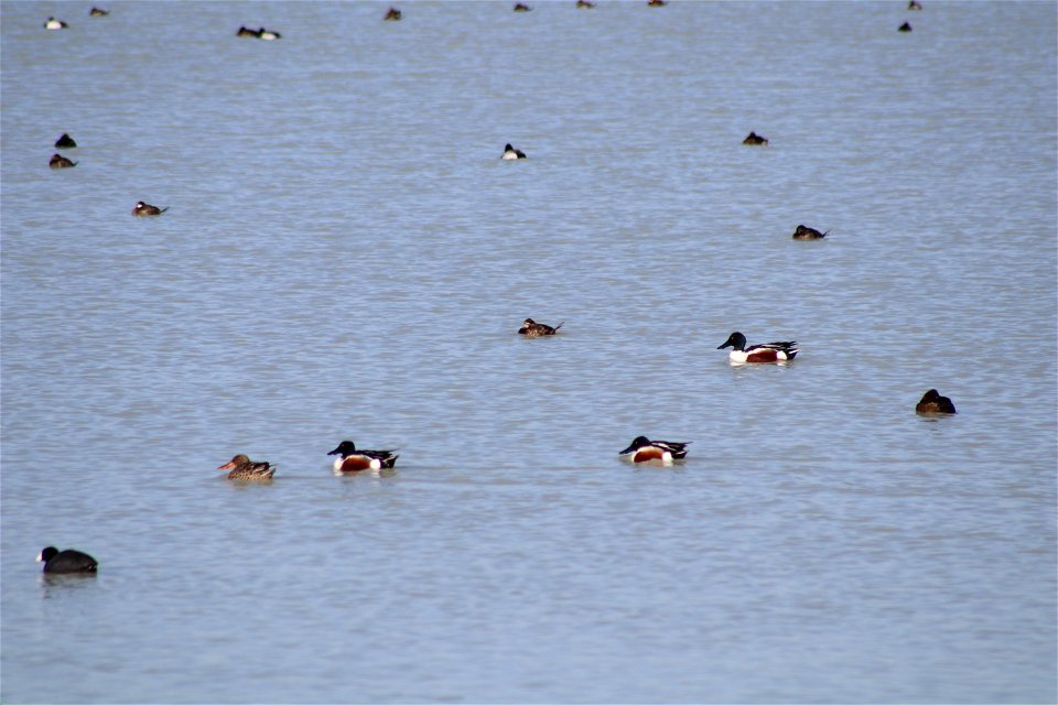 Waterfowl Lake Andes National Wildlife Refuge South Dakota photo