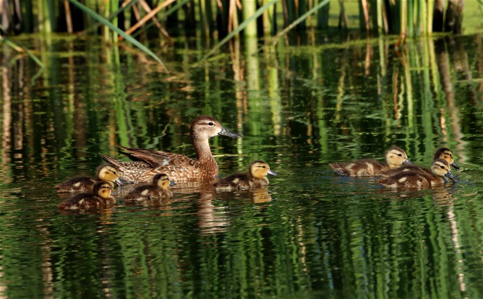 Blue-winged Teal Brood, Huron Wetland Management District South Dakota