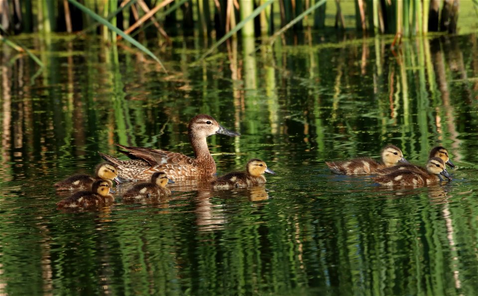 Blue-winged Teal Brood, Huron Wetland Management District South Dakota photo