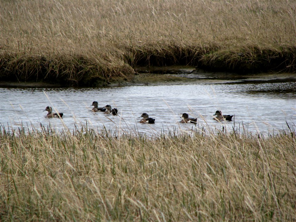 Group of Wigeon photo