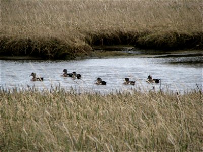 Group of Wigeon
