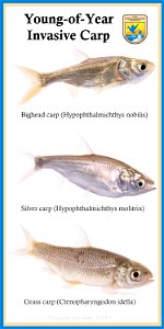 young-of-year,invasive carp,5x10,sam stukel photo