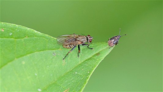 Coenosia tigrina (Kleine Raub-Hausfliege) und Nymphe von Kleidocerys resedae (Birkenwanze)