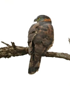 206 - HOOK-BILLED KITE (12-18-2022) bentsen rio grande state park, hidalgo co, tx -05