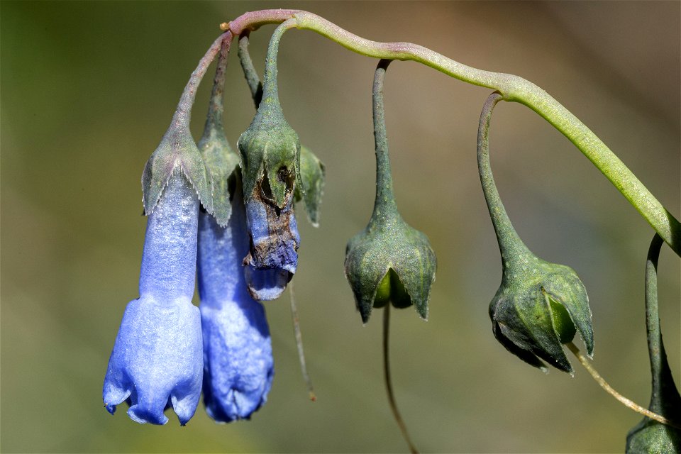 Mertensia arizonica var. leonardii
