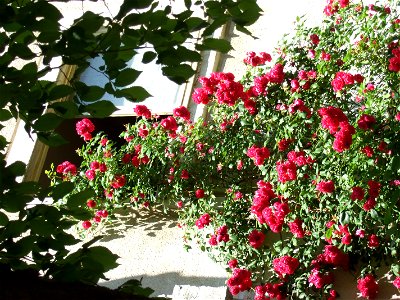 trandaf2009_0531_110622