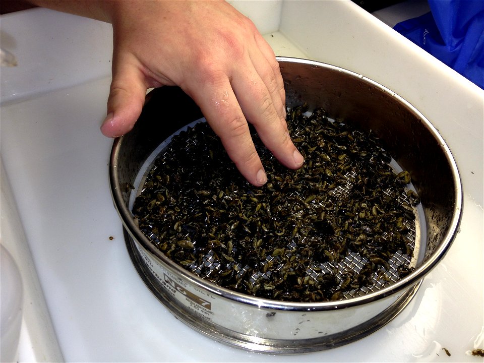 Zebra mussel processing