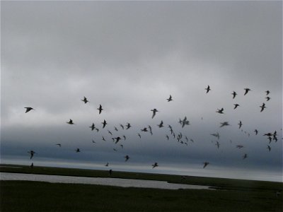 Flock of Sandpipers photo
