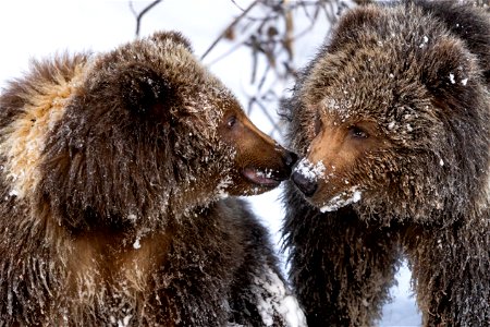 Kodiak brown bear cubs in the snow