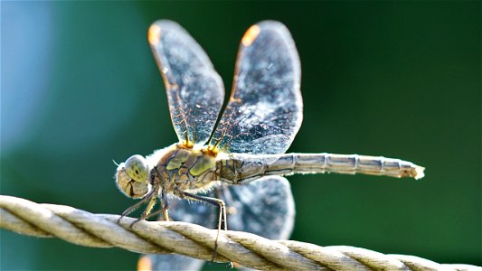 Sympetrum striolatum (Große Heidelibelle) - Weibchen