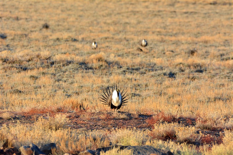 Leking male sage grouse southern Utah