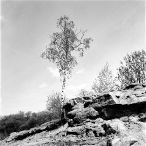 Tree at Megalithic Grave - Analog photo