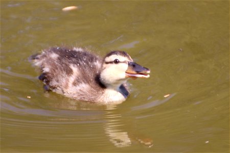 Smiling Duckling