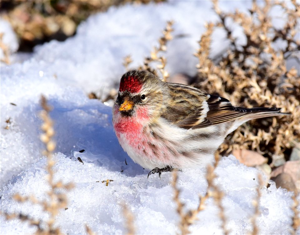 Common redpoll at Seedskadee National Wildlife Refuge