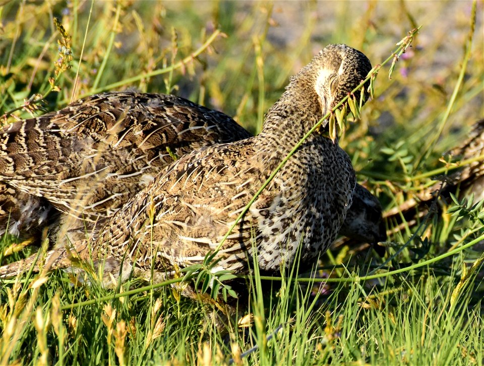 Greater sage-grouse at Seedskadee National Wildlife Refuge