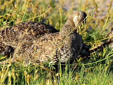 Greater sage-grouse at Seedskadee National Wildlife Refuge