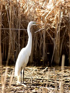 Great Egret