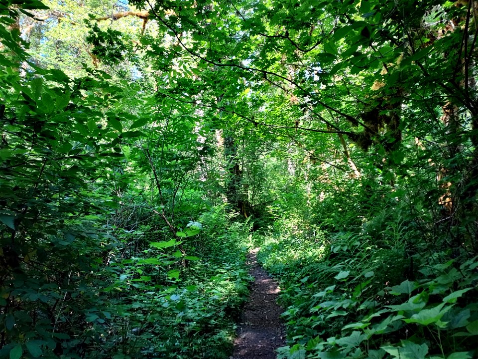 Old Sauk Trail, Mt. Baker-Snoqualmie National Forest. Photo by Anne Vassar June 22, 2021.