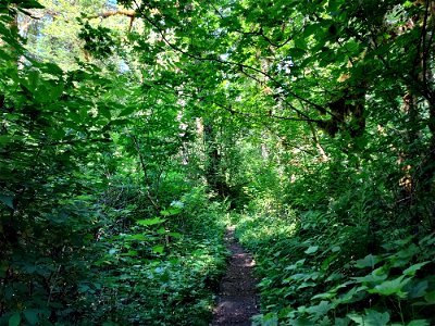 Old Sauk Trail, Mt. Baker-Snoqualmie National Forest. Photo by Anne Vassar June 22, 2021.
