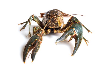 Virile crayfish photo