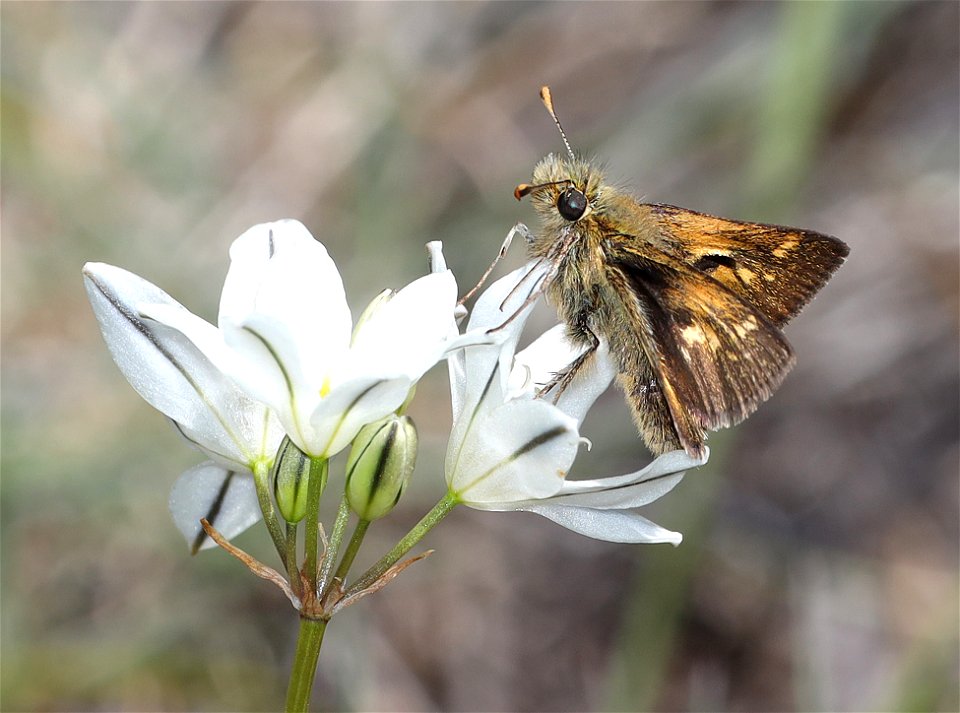 SKIPPER, MARDON (Polites mardon) (06-20-2022) low divide road, smith river recreation area, del norte co, ca -10 male
