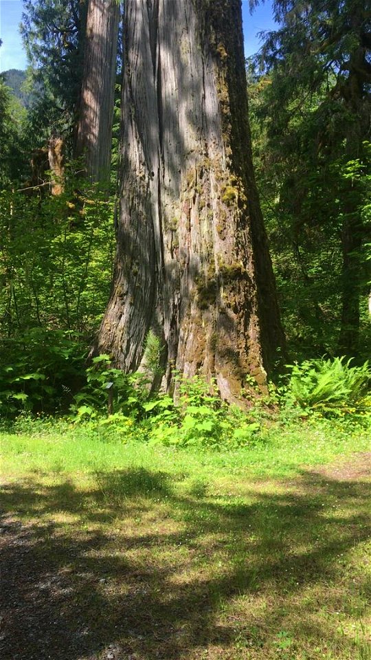 Large Cedar tree in Bedal Campground, Mt. Baker-Snoqualmie National Forest. Video by Holly Snarr June 23, 2020