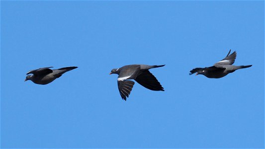Ringeltaube Flugstudie