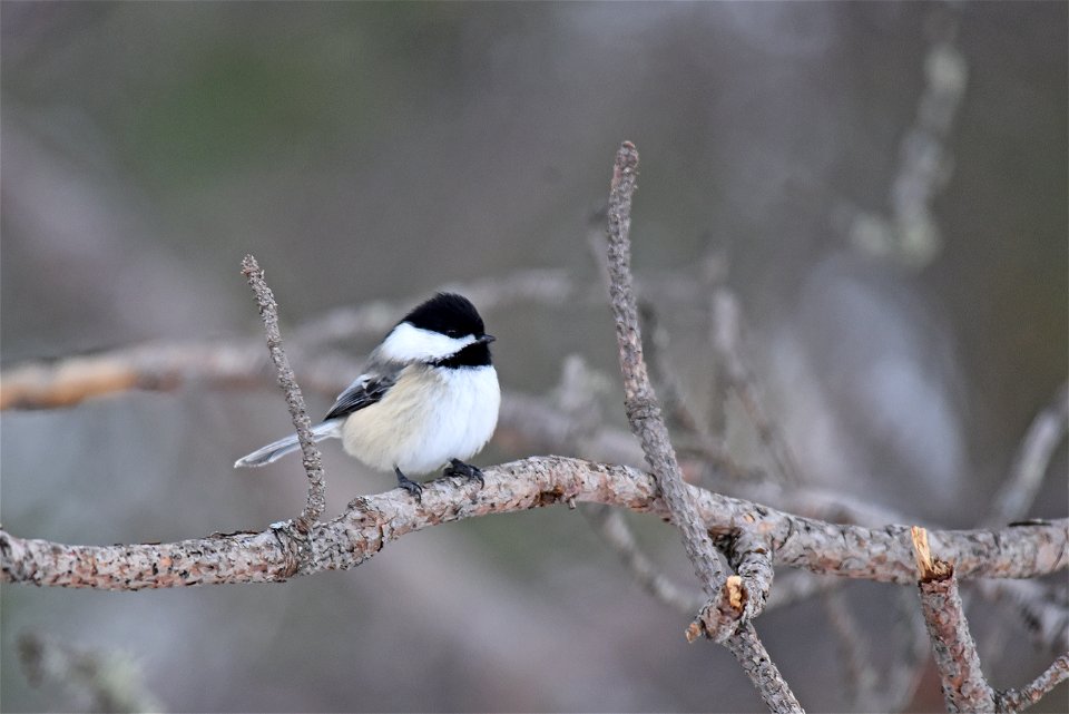 Black-capped chickadee